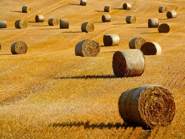 Hay bales scattered across a field, don't be a needle in a haystack; local SEO helps nearby customers find you